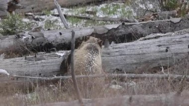 Baharda Yellowstone Ulusal Parkı 'nda boz ayı.