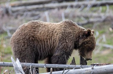 Yellowstone Ulusal Parkı Wyoming 'de baharda bir boz ayı.