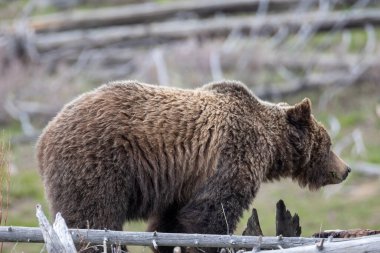 Yellowstone Ulusal Parkı Wyoming 'de baharda bir boz ayı.