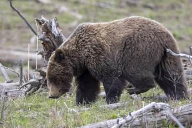 Yellowstone Ulusal Parkı Wyoming 'de baharda bir boz ayı.