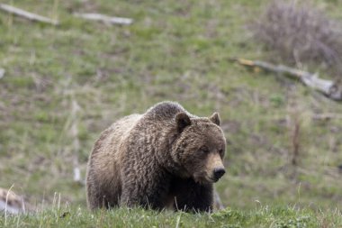 Yellowstone Ulusal Parkı Wyoming 'de baharda bir boz ayı.