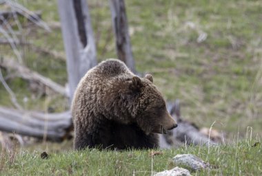 Yellowstone Ulusal Parkı Wyoming 'de baharda bir boz ayı.
