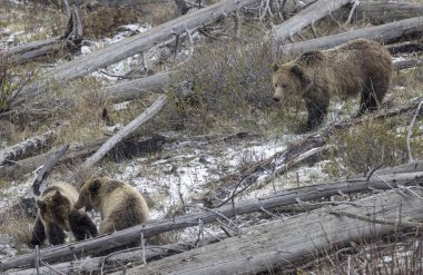 Baharda Yellowstone Ulusal Parkı 'nda bir boz ayı ve yavruları var.