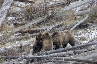Baharda Yellowstone Ulusal Parkı 'nda bir boz ayı ve yavruları var.