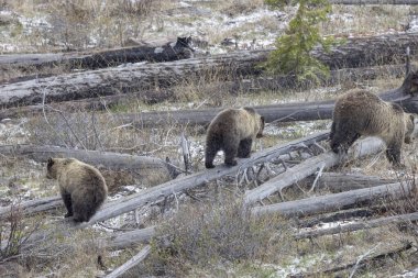 Baharda Yellowstone Ulusal Parkı 'nda bir boz ayı ve yavruları var.