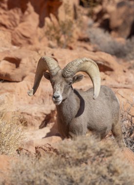 İtfaiye Vadisi 'nde kışın Nevada' da bir çöl koyunu.