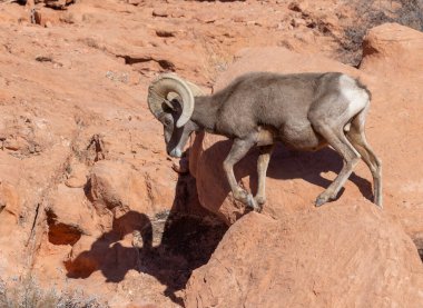 İtfaiye Vadisi 'nde kışın Nevada' da bir çöl koyunu.