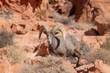İtfaiye Vadisi 'nde kışın Nevada' da bir çöl koyunu.