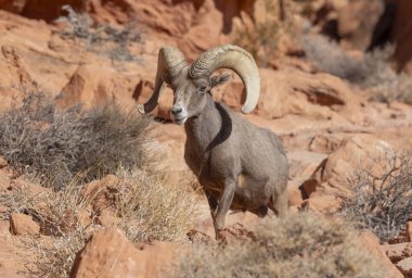 İtfaiye Vadisi 'nde kışın Nevada' da bir çöl koyunu.
