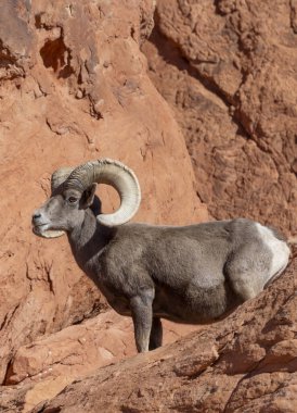 İtfaiye Vadisi 'nde kışın Nevada' da bir çöl koyunu.