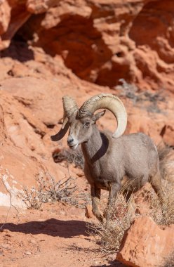 İtfaiye Vadisi 'nde kışın Nevada' da bir çöl koyunu.