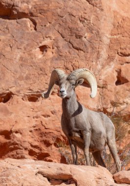 İtfaiye Vadisi 'nde kışın Nevada' da bir çöl koyunu.
