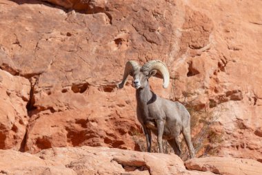 İtfaiye Vadisi 'nde kışın Nevada' da bir çöl koyunu.