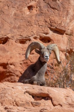 İtfaiye Vadisi 'nde kışın Nevada' da bir çöl koyunu.