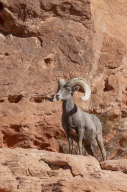 İtfaiye Vadisi 'nde kışın Nevada' da bir çöl koyunu.