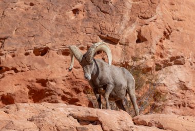 İtfaiye Vadisi 'nde kışın Nevada' da bir çöl koyunu.