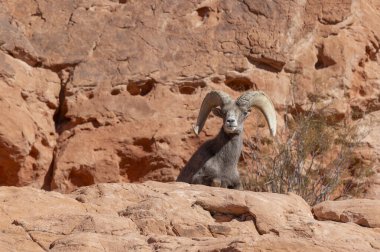 İtfaiye Vadisi 'nde kışın Nevada' da bir çöl koyunu.