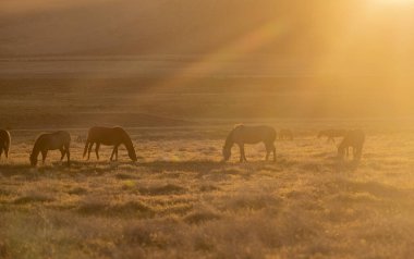 Utah çölünde ilkbaharda vahşi atlar