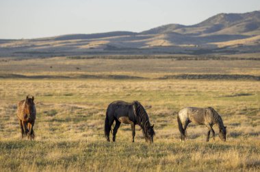 Utah çölünde ilkbaharda vahşi atlar