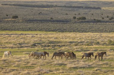 Utah çölünde ilkbaharda vahşi atlar