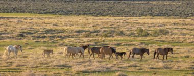 Utah çölünde ilkbaharda vahşi atlar