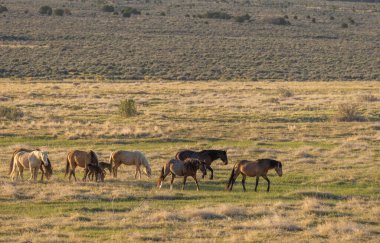 Utah çölünde ilkbaharda vahşi atlar