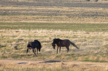 Baharda Utah çölünde idman yapan bir çift vahşi at.