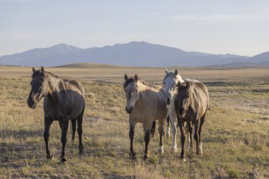 Baharda Utah çölünde vahşi atlar