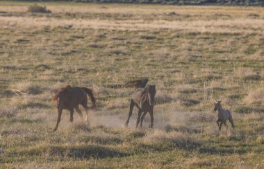 Baharda Utah çölünde vahşi atlar