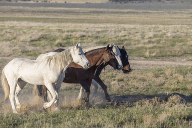 Baharda Utah çölünde vahşi atlar