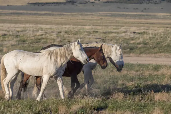 Baharda Utah çölünde vahşi atlar