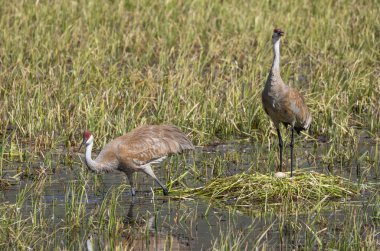İlkbaharda Wyoming 'de bir gölette yuva yapan bir çift kum tepesi turnası.