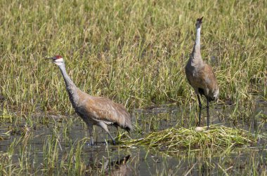 İlkbaharda Wyoming 'de bir gölette yuva yapan bir çift kum tepesi turnası.