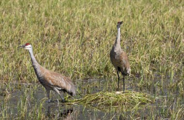 İlkbaharda Wyoming 'de bir gölette yuva yapan bir çift kum tepesi turnası.
