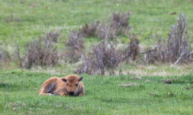 Yellowstone Ulusal Parkı Wyoming 'de baharda tatlı bir bizon yavrusu.