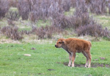 Yellowstone Ulusal Parkı Wyoming 'de baharda tatlı bir bizon yavrusu.