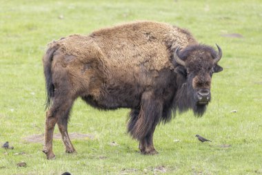 Yellowstone Ulusal Parkı Wyoming 'de İlkbaharda Bizon