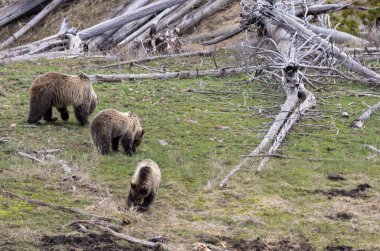 Yellowstone Ulusal Parkı Wyoming 'de ilkbaharda bir boz ayı ve yavruları.