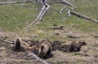 Yellowstone Ulusal Parkı Wyoming 'de ilkbaharda bir boz ayı ve yavruları.