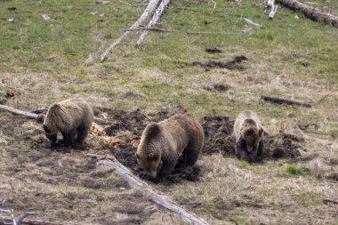 Yellowstone Ulusal Parkı Wyoming 'de ilkbaharda bir boz ayı ve yavruları.