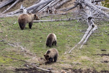 Yellowstone Ulusal Parkı Wyoming 'de ilkbaharda bir boz ayı ve yavruları.