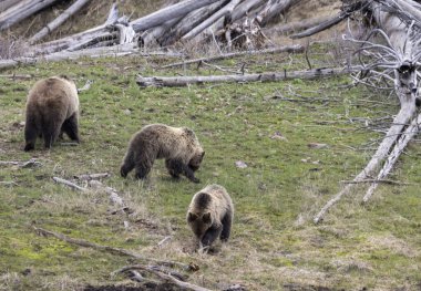 Yellowstone Ulusal Parkı Wyoming 'de ilkbaharda bir boz ayı ve yavruları.