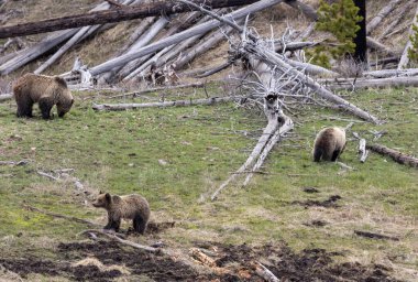 Yellowstone Ulusal Parkı Wyoming 'de ilkbaharda bir boz ayı ve yavruları.