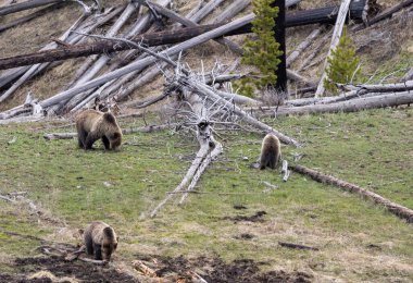 Yellowstone Ulusal Parkı Wyoming 'de ilkbaharda bir boz ayı ve yavruları.