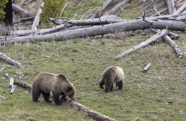 Yellowstone Ulusal Parkı Wyoming 'de ilkbaharda bir boz ayı ve yavruları.
