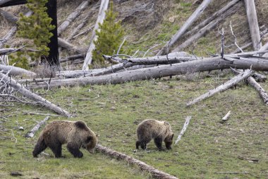 Yellowstone Ulusal Parkı Wyoming 'de ilkbaharda bir boz ayı ve yavruları.