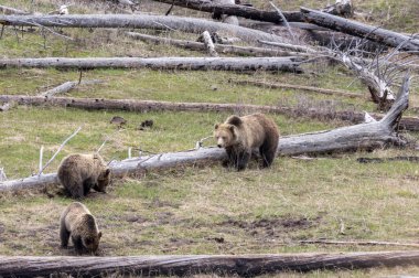 Yellowstone Ulusal Parkı Wyoming 'de ilkbaharda bir boz ayı ve yavruları.