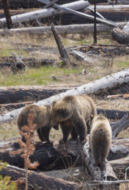 Baharda Yellowstone Ulusal Parkı 'nda bir boz ayı ve yavruları.
