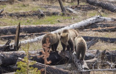 Baharda Yellowstone Ulusal Parkı 'nda bir boz ayı ve yavruları.