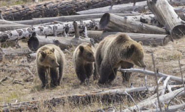 Baharda Yellowstone Ulusal Parkı 'nda bir boz ayı ve yavruları.